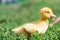 Hand holding newborn baby Muscovy duckling