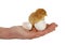 Hand holding newborn chick