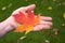 Hand Holding Orange Maple Leaf