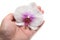 Hand holding orchid flower