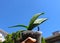 Hand holding orchids plant blue sky
