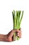 Hand holding Organic Asparagus