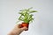 Hand holding peperomia house plant in brown pot