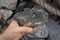 Hand holding a piece of black shale rock on nature background.