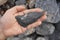 Hand holding a piece of black shale rock on nature background.