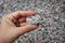 Hand holding a piece of pegmatite granite rock. Igneous Rock Specimen.