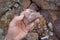 Hand holding a piece of Pink Arkosic Sandstone rock on nature background.