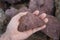 Hand holding a piece of Pink Arkosic Sandstone rock on nature background.
