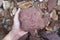 Hand holding a piece of Pink Arkosic Sandstone rock on nature background.