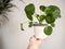 Hand holding a pilea peperomioides