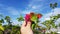 The hand holding a pink bougenville flower.