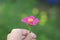 Hand holding Pink zinnia flower on green background.