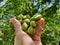 The hand holding Pithecellobium dulce fruit looks like green pods. And will turn pink when ripe, soft white meat with black seeds.