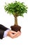 Hand holding a plant Ficus Benjamin