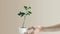 A hand holding a plant in a white pot