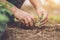 Hand holding and planting young butterfly pea tree into soil. Sa