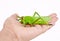 A hand holding plastic toy grasshopper insect