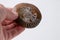 Hand holding polished Ammonite Fossil on white background