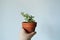 Hand holding portulacaria afra variegata house plant in terracotta pot