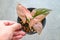 Hand holding a pot of have tree leaf syngonium pink splash