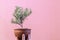 Hand holding pot with rosemary plant on pink wall background. Rosemary has thin needles.