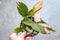 Hand holding a pot of syngonium pink splash.