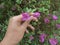 Hand holding purple flowers Bougainvillea with public park background