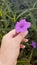 The hand holding a purple ruellia tuberosa flower.