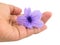 Hand Holding Purple Ruellia Tuberosa or Minnieroot Flower