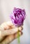 Hand holding purple tulip