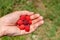 Hand holding raspberries