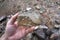 Hand holding a raw brown shale rock stone. sedimentary rock.