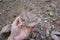 hand holding a raw specimen of pink shale sedimentary rock stone