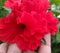 Hand holding red hibiscus flower, nature conservation concept, nature photography