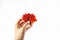 Hand holding red ripe strawberry on the white background with copy space