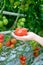 Hand Holding Red Ripe Tomato Grown in Greenhouse