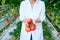 Hand Holding Red Ripe Tomato Grown in Greenhouse