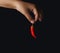 Hand holding a Red Spicy Chili. Conceptual idea for fine dining restaurants.on Isolated black background.