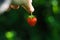 .Hand holding red strawberry fruit dark green background. The strawberry in woman& x27;s hand. Hanging strawberry. Organic