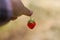 Hand holding red strawberry fruit light yellow background. The strawberry in woman& x27;s hand. Hanging strawberry. Organic
