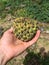 A hand holding a ripe Cherimoya, Annona cherimola, also written as chirimoya, a fruit in South America