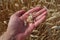 Hand holding a ripe grain