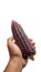 Hand holding a ripe purple corn on isolated white background