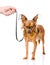 Hand holding a Russian toy terrier puppy on a leash. isolated