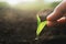 hand holding sapling corn in farm with sunset. concept agriculture