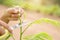 Hand holding scissor and cutting green young top of senegalia pennata, Climbing Wattle, Acacia or Cha-om in Thai name