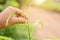 Hand holding scissor and cutting green young top of senegalia pennata, Climbing Wattle, Acacia or Cha-om in Thai name