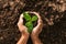 hand holding seed tree in bag for planting