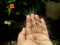 Hand holding seedlings, seeds of plant