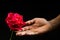 Hand holding single romantic red rose black background